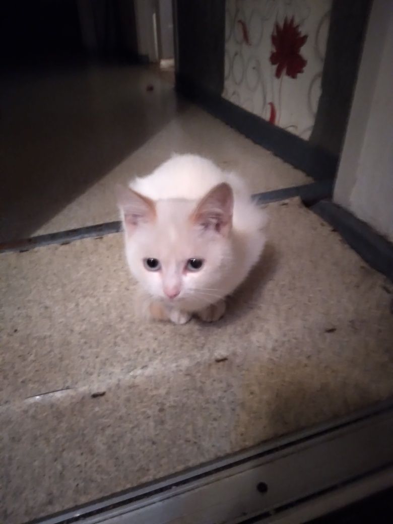 Продам замечательную пару котят
