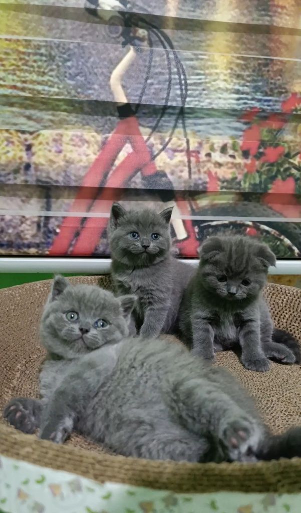 Продажа! Котята скоттиш страйт и скоттиш фолд.