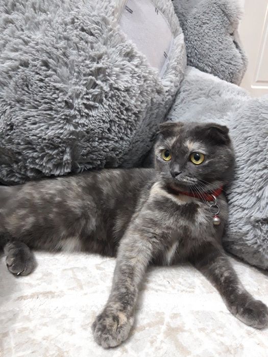 Шотландская вислоухая кошка