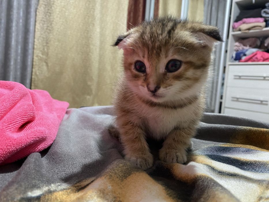 Отдам котёнка в хорошие руки