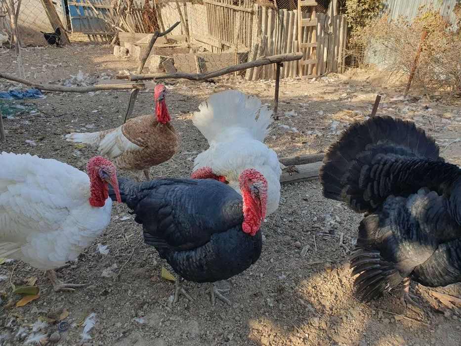 продажа домашних индюков