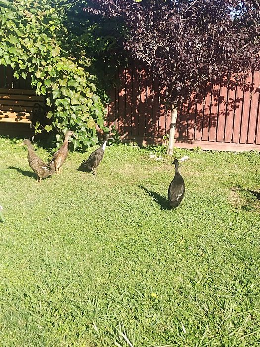 Rațe indiene din 2025