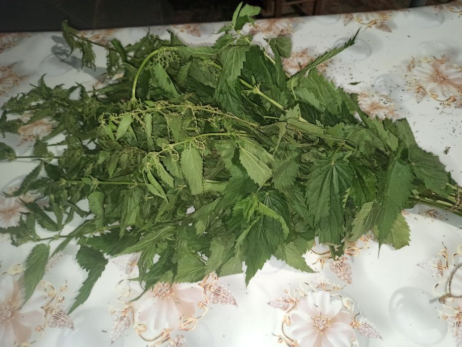 Крапива свежая и сушёная с горной дачи