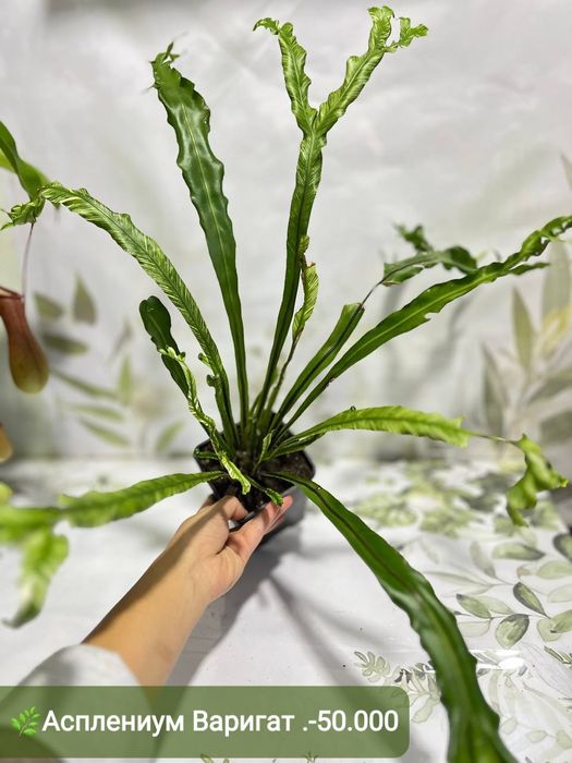 Хавортия варигат, кактус  и другие растения