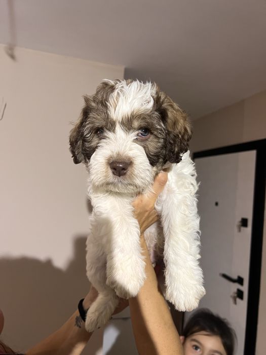 Кученце Лагото Романьоло/Хъски