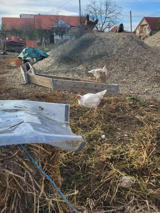 Puicuțe combatant indian