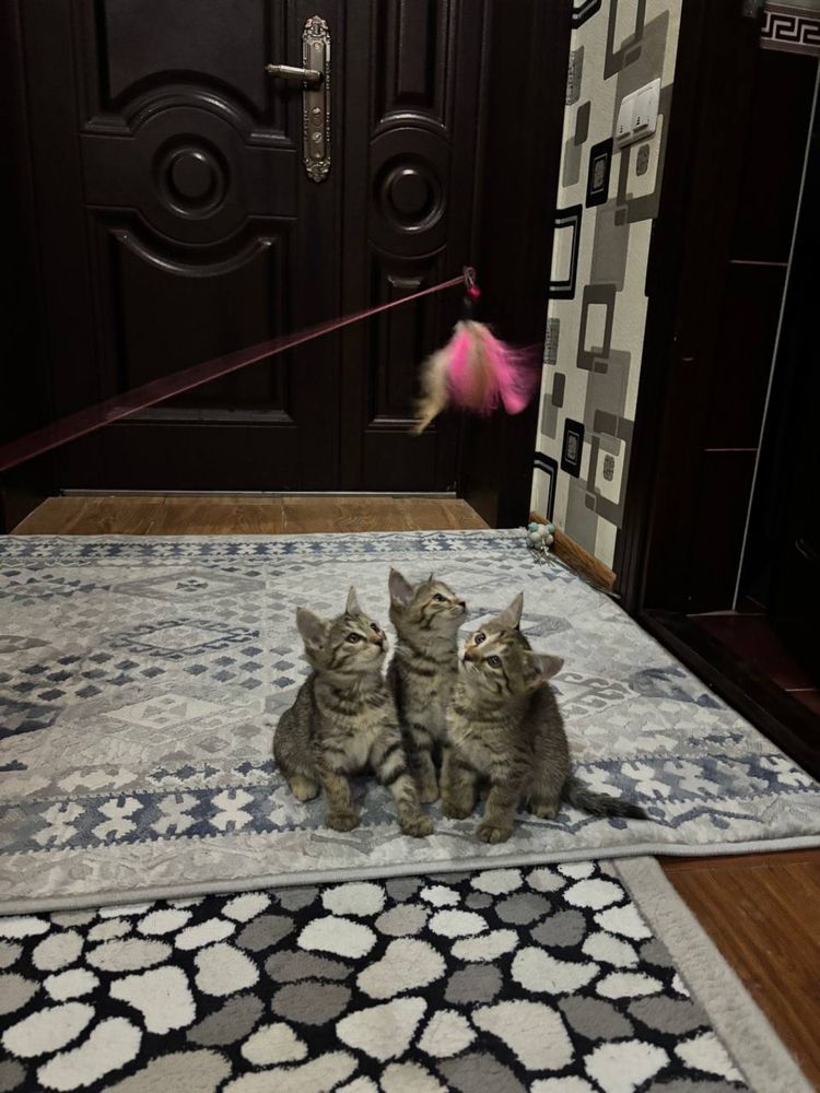 Котята в надежные руки