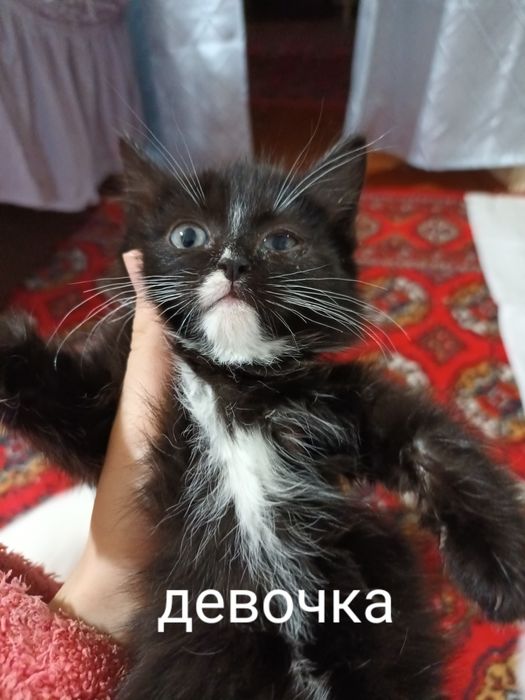 Милые котята в добрые руки