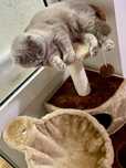 Pisica Scottish Fold