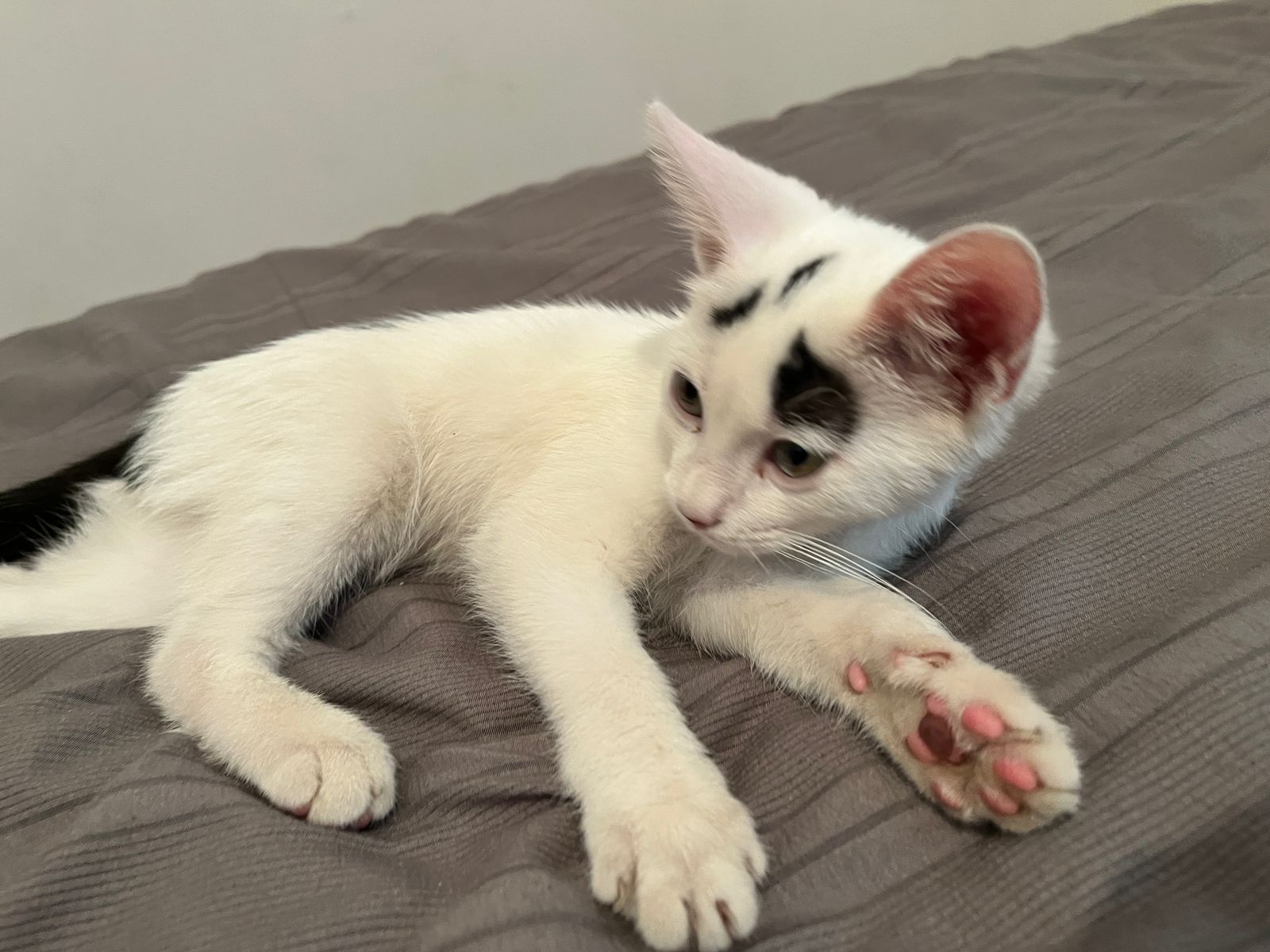 Кот очень добрый