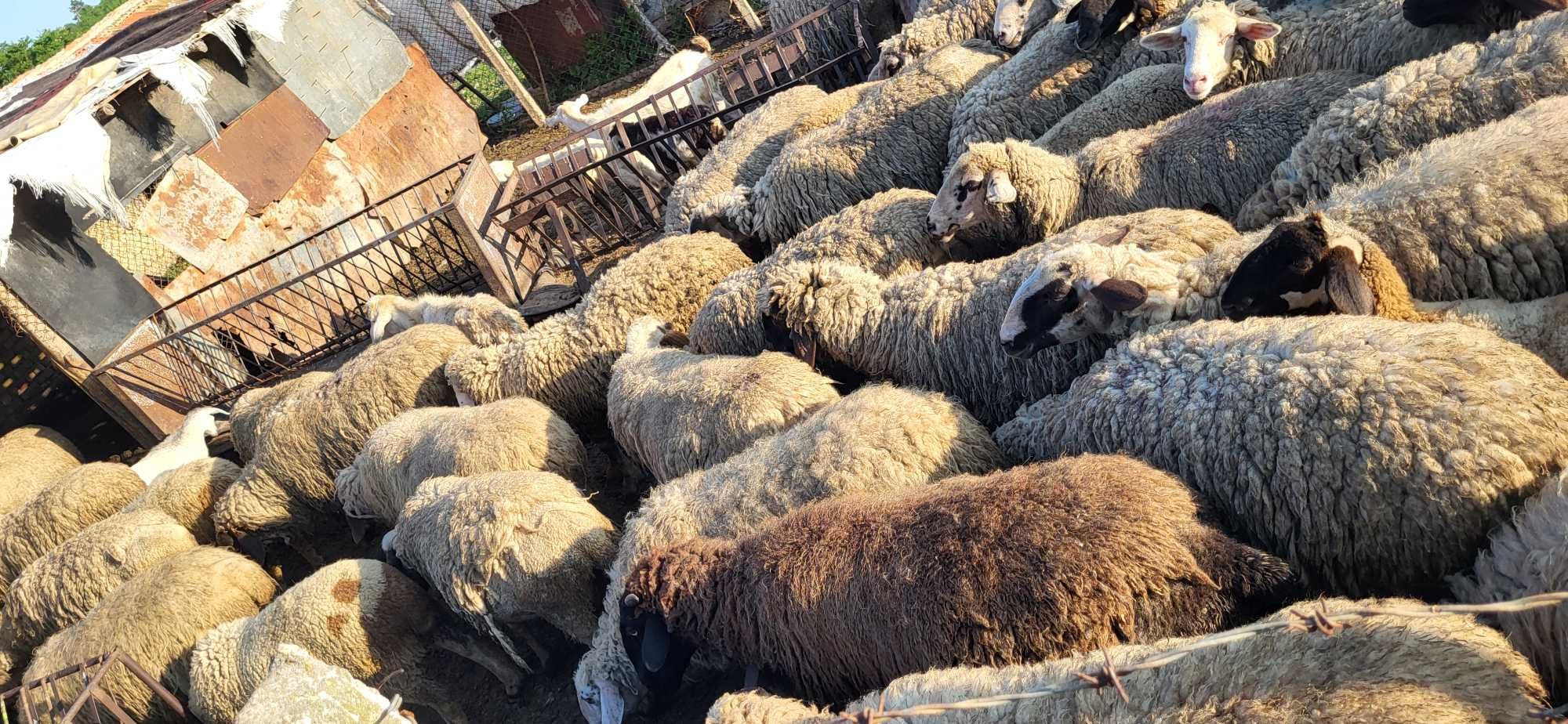 Продавам млади добре гледани овце...