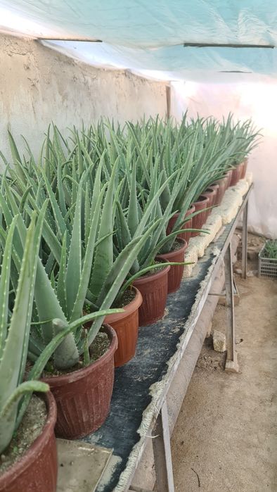 Aloe vera guli sotiladi.