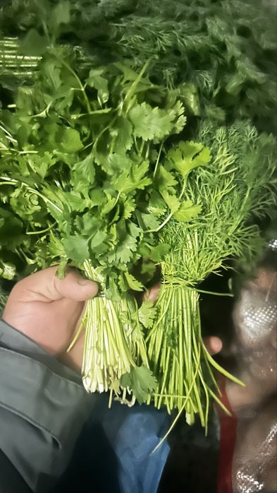 Kashnish Shibit optim narxga