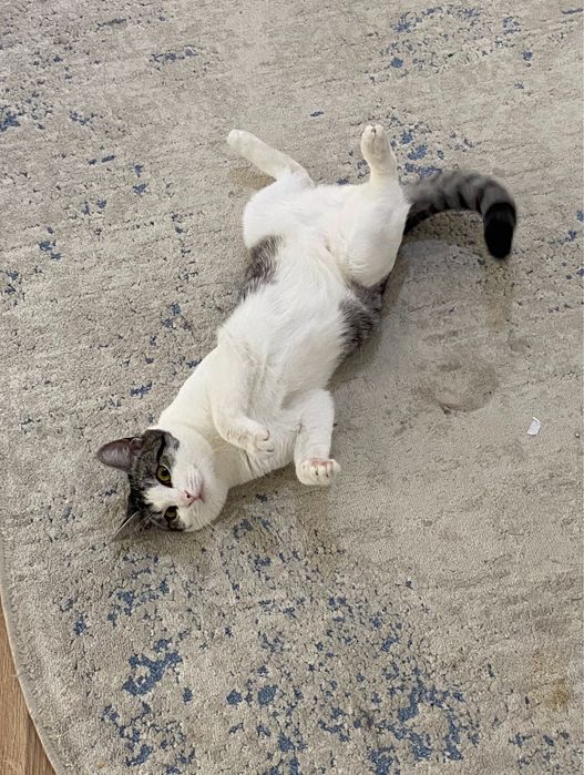 Отдам кошку и его латок в хорошие руки