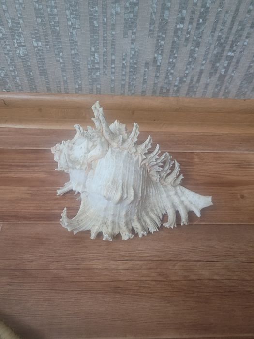 Пподам морская ракушка сердце океана