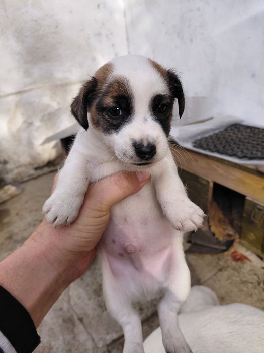 Джак Ръсел териер