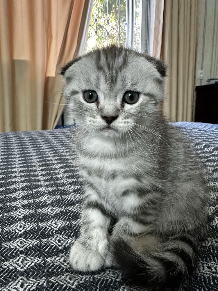 Шотландские вислоухие котята скоттиш фолд
