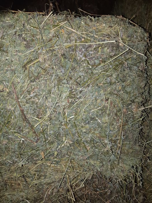 Baloți lucerna coasa 3