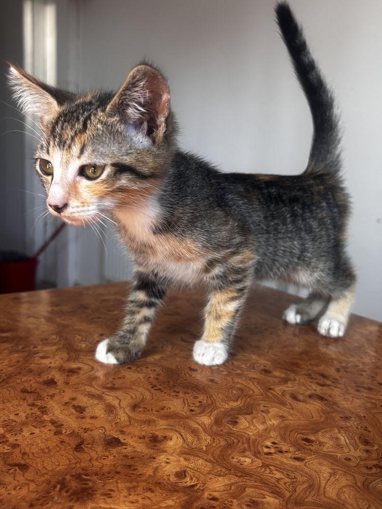 Pisicuta de adoptie