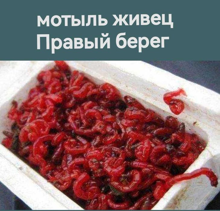 Мотыль красный свежий живой