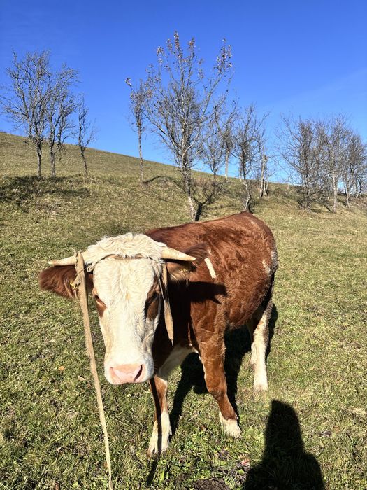 Vand juninca , gestanta