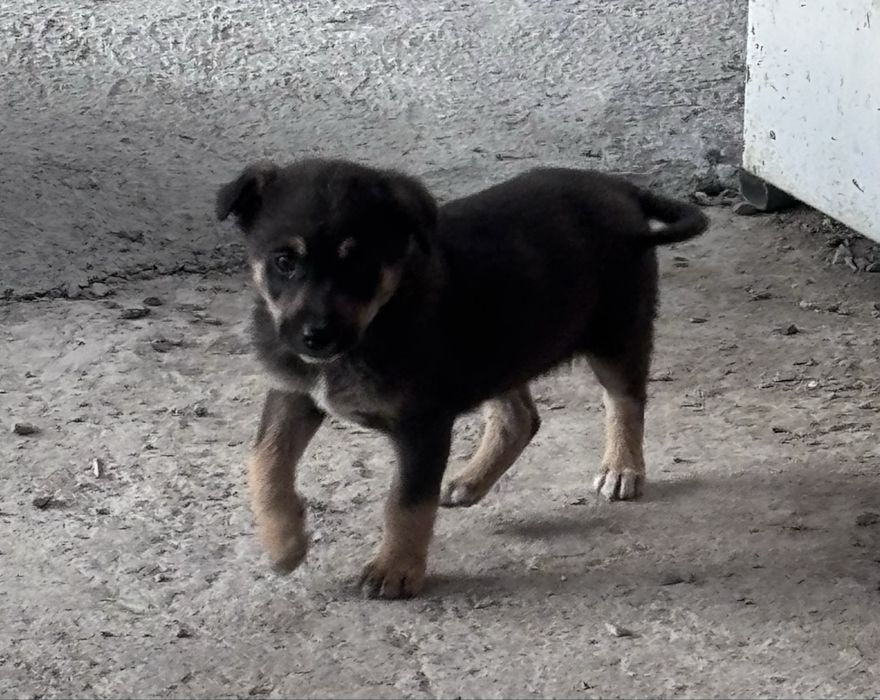 Ищут заботливый дом два очаровательных малыша