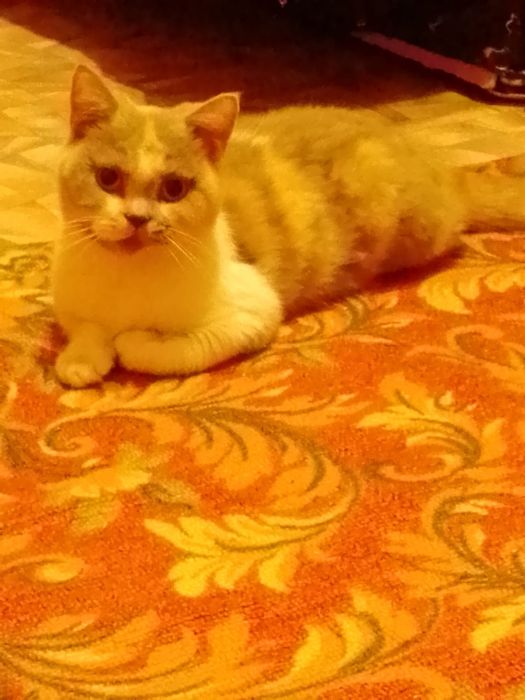 Отдам кошку в хорошие руки