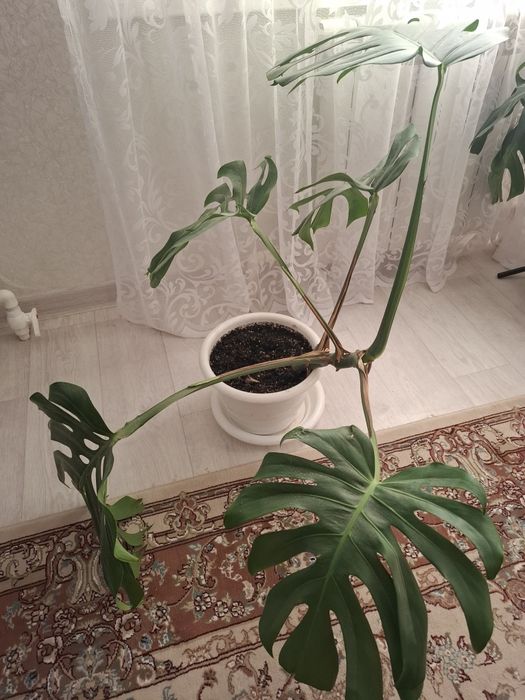 Продам монстеру.