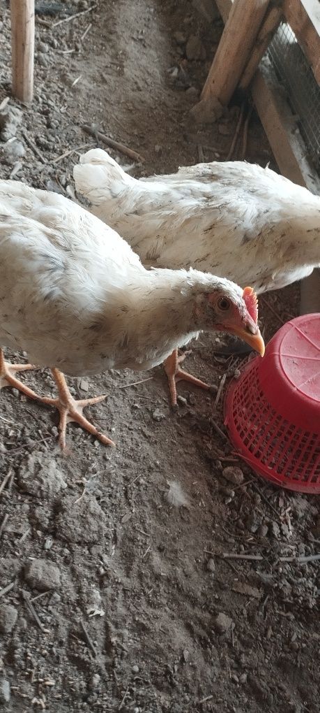Xoʻrozlar sotiladi zoʻr semetiske zot