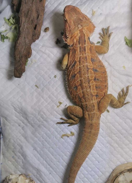 Vând agamă cu barbă(pogona vitticeps)