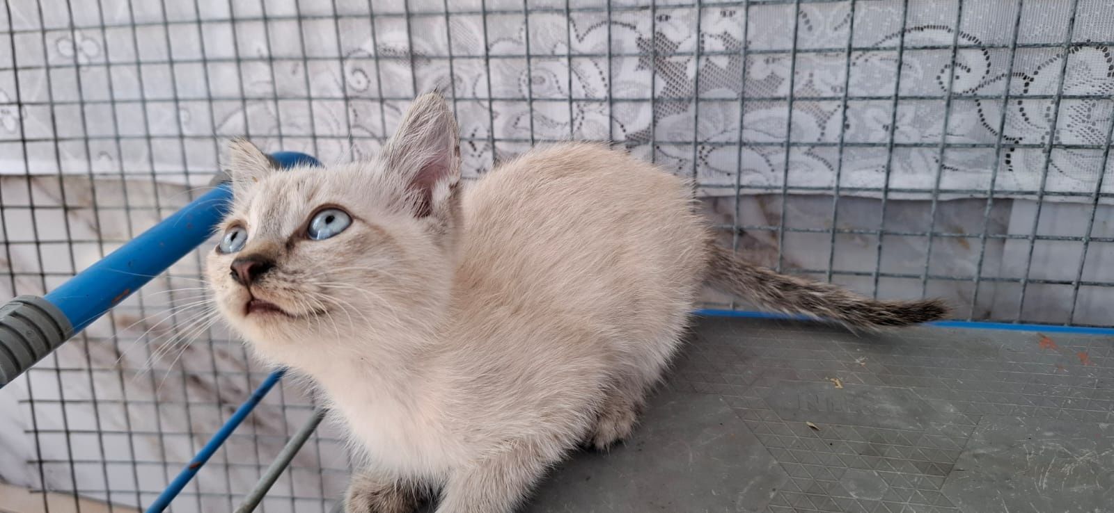 Котёнок девочка с голубыми глазками