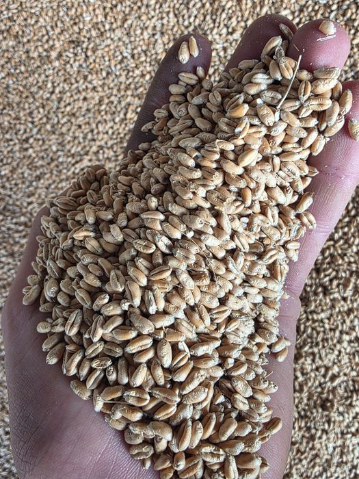 Grau de panificație