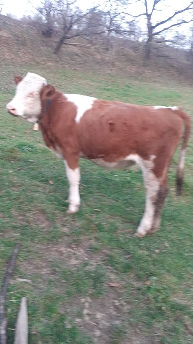 Junincă de vânzare