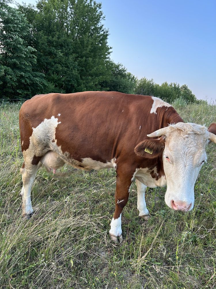 Vand vaca cu lapte la prima fatare