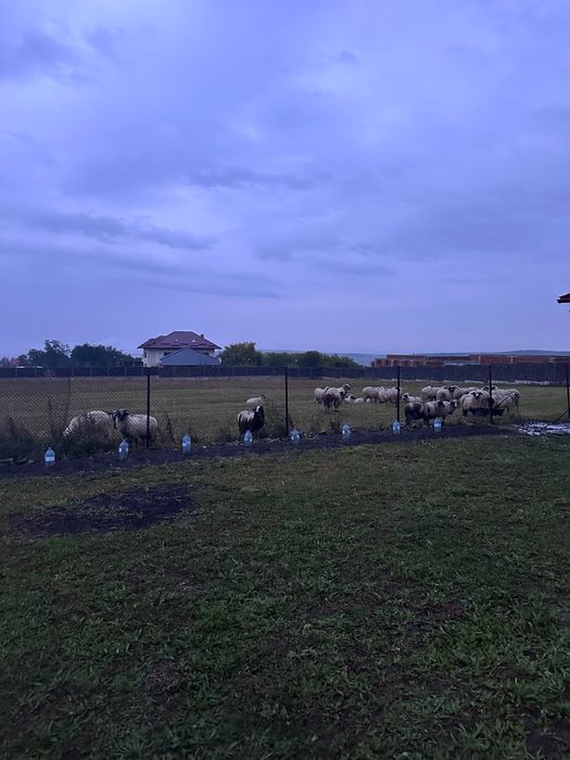 Miei de Vânzare Ilisesti