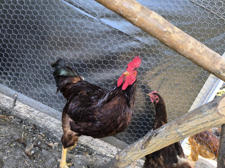 Familie Rhode Island si Cocos Ameraucana