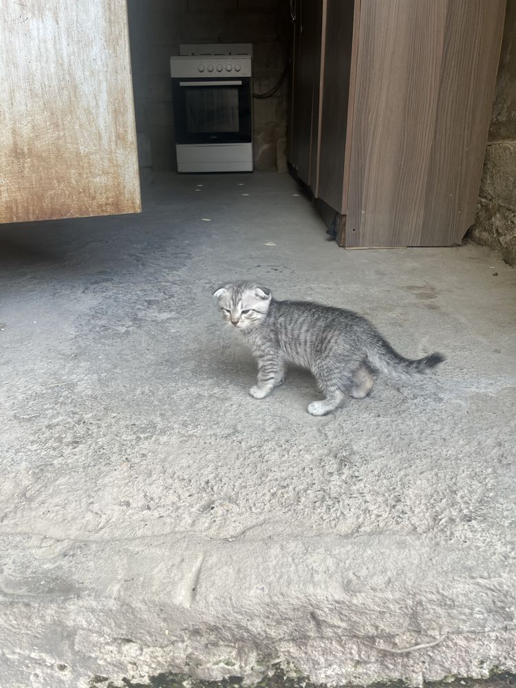Вислоуха котенки