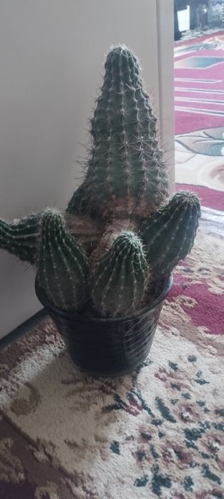 300 ming kaktus yana keliwamiz