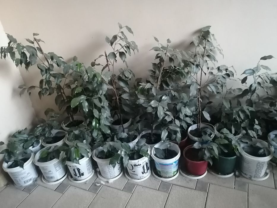 Фикус  бенжамина