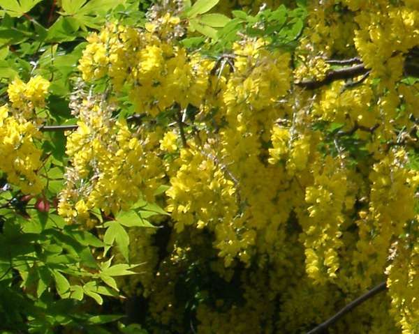 Вистерия-Глициния (Червена и жълта)