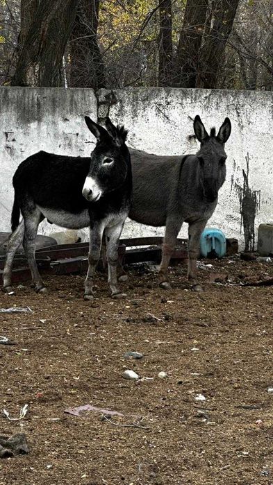 Продам двух Ишаков