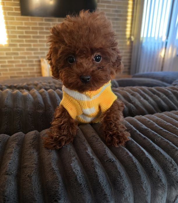 Резервирано!Той пудел/Toy poodle всички ваксини плюс ваксина за бяс