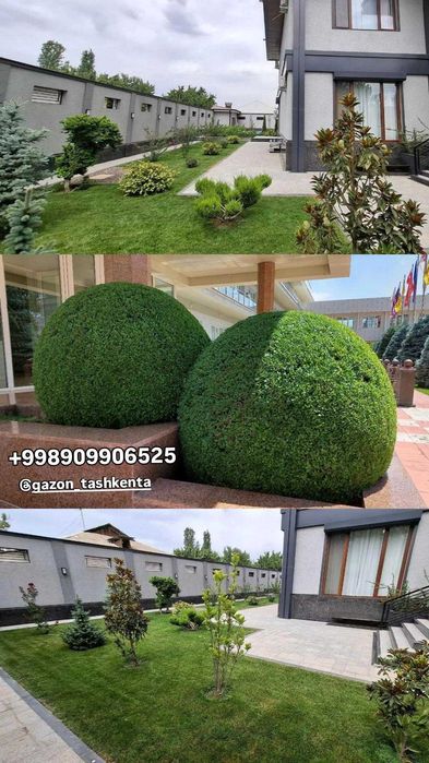 Стрижка газона и елок система полива gazon ekish rulon gazon