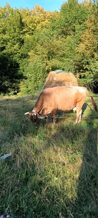 Vand vaca gestanta varsta 5 ani