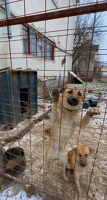 Donez căței simpatici