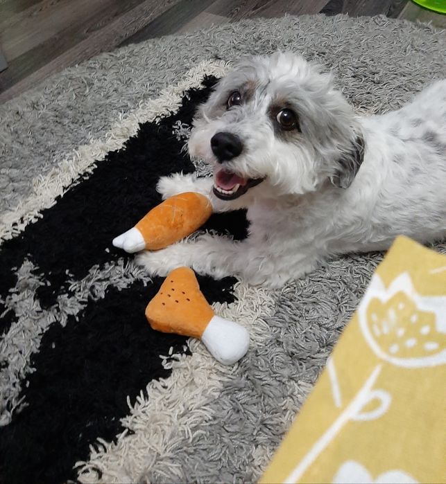 Pet sitter/ Cazare animale de companie