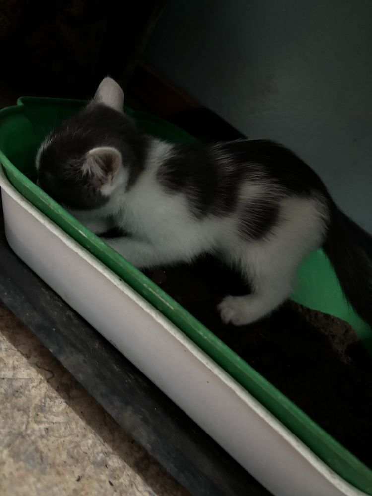 Котята бесплатно