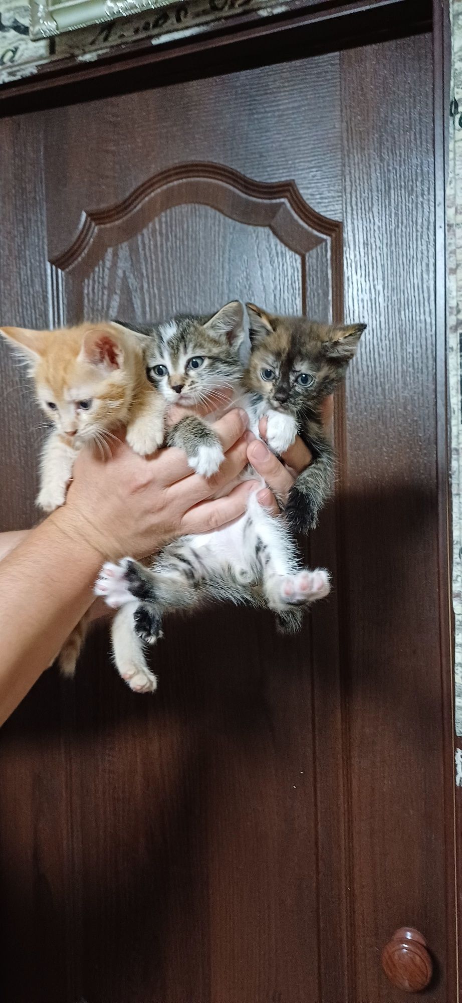 Отдам красивых котят