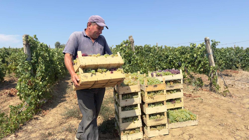 Struguri de Vanzare - De Vin sau de Masa - de la PRODUCATOR