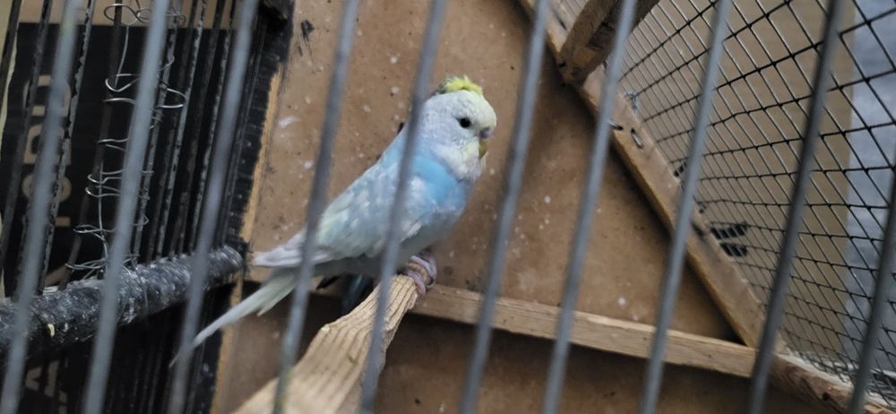 Попугайлар Сотилади